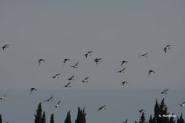 Image of Black-tailed Godwit