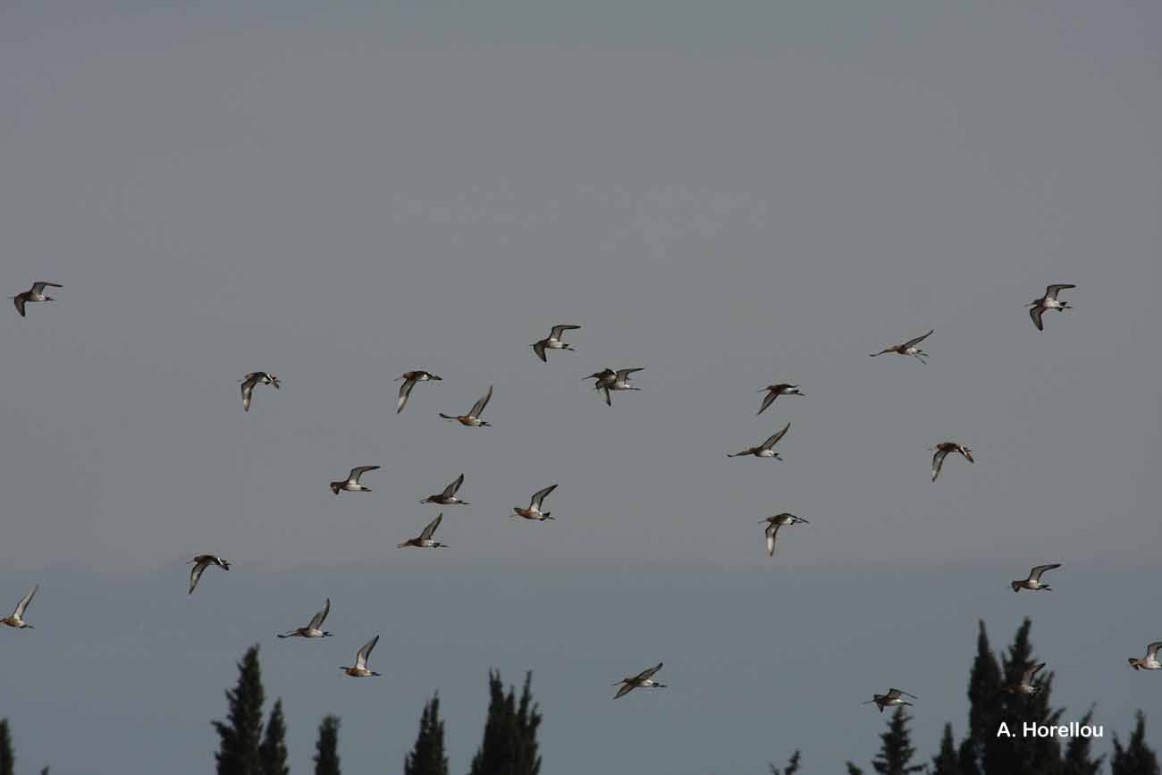 Imagem de Limosa limosa (Linnaeus 1758)