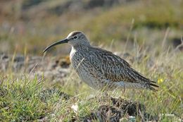 Image of Eurasian Whimbrel