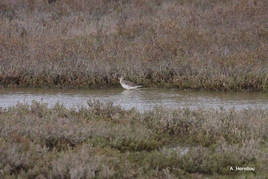 Image of Spotted Redshank