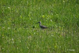 Image of Common Greenshank