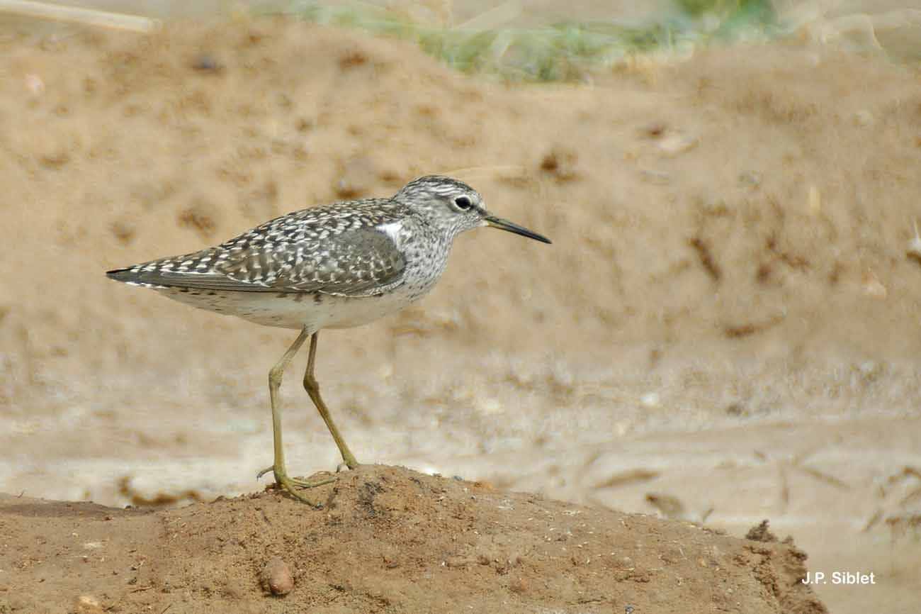 Image of Wood Sandpiper