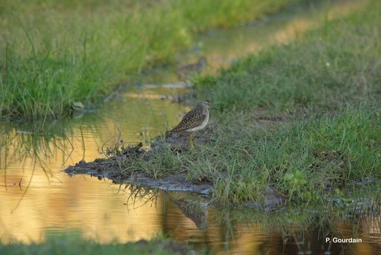 Image of Wood Sandpiper