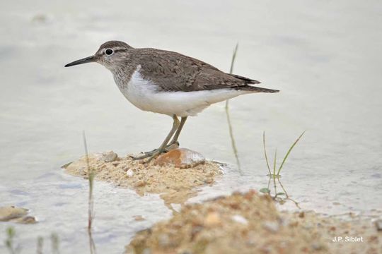 Image of Common Sandpiper