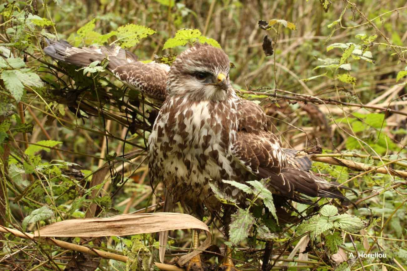 Image of Common Buzzard