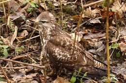 Image of Common Buzzard