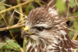 Image of Common Buzzard