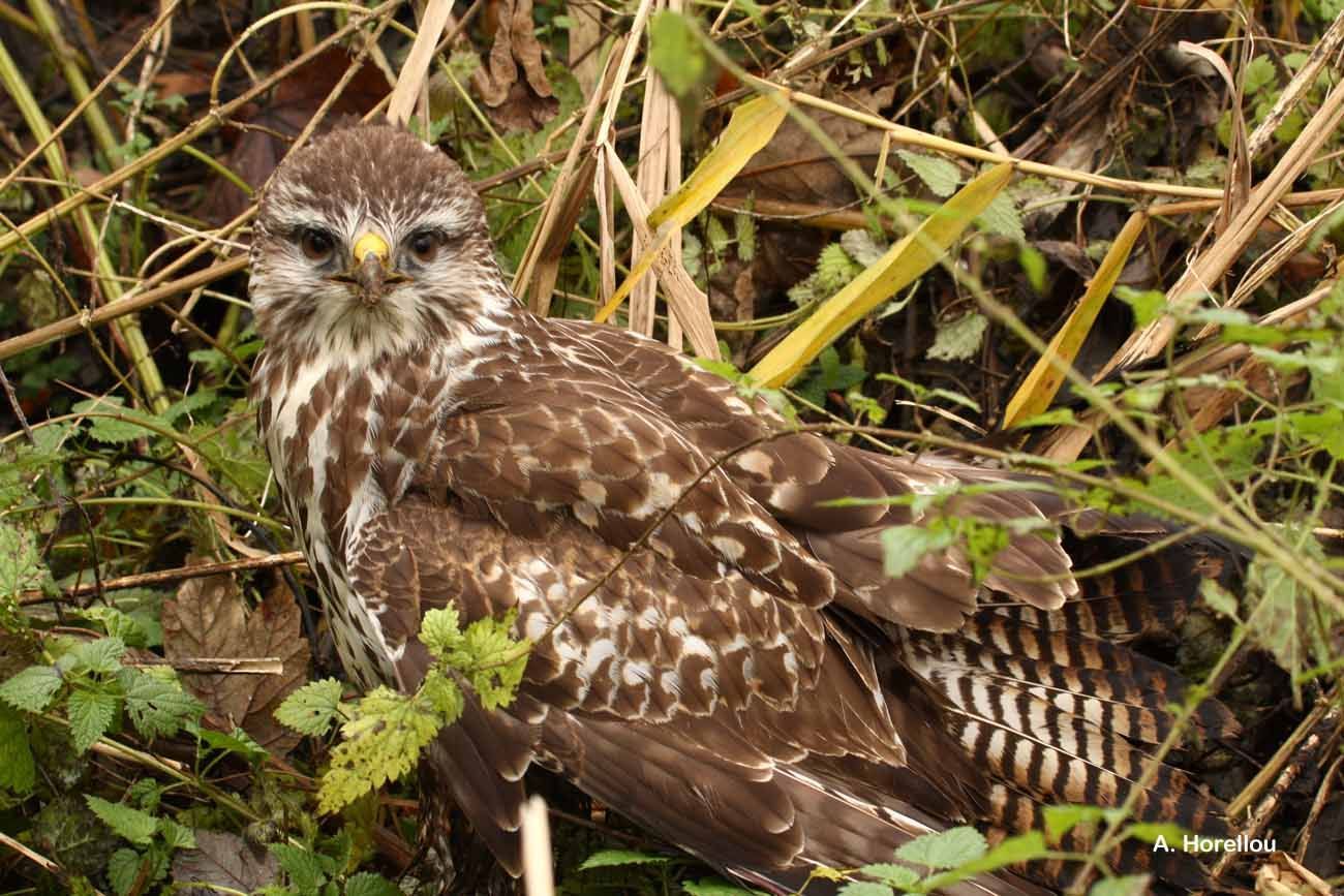 Image of Common Buzzard