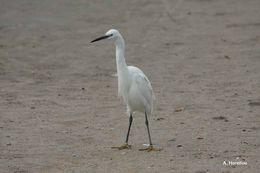 Image of Little Egret