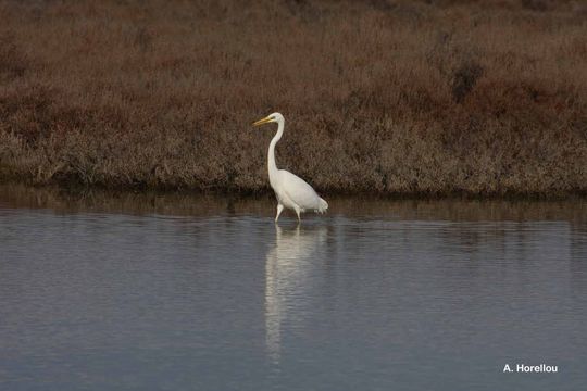 Image of Great Egret