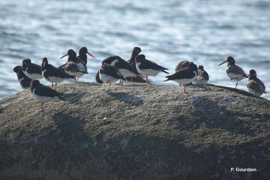 Image of oystercatcher, eurasian oystercatcher