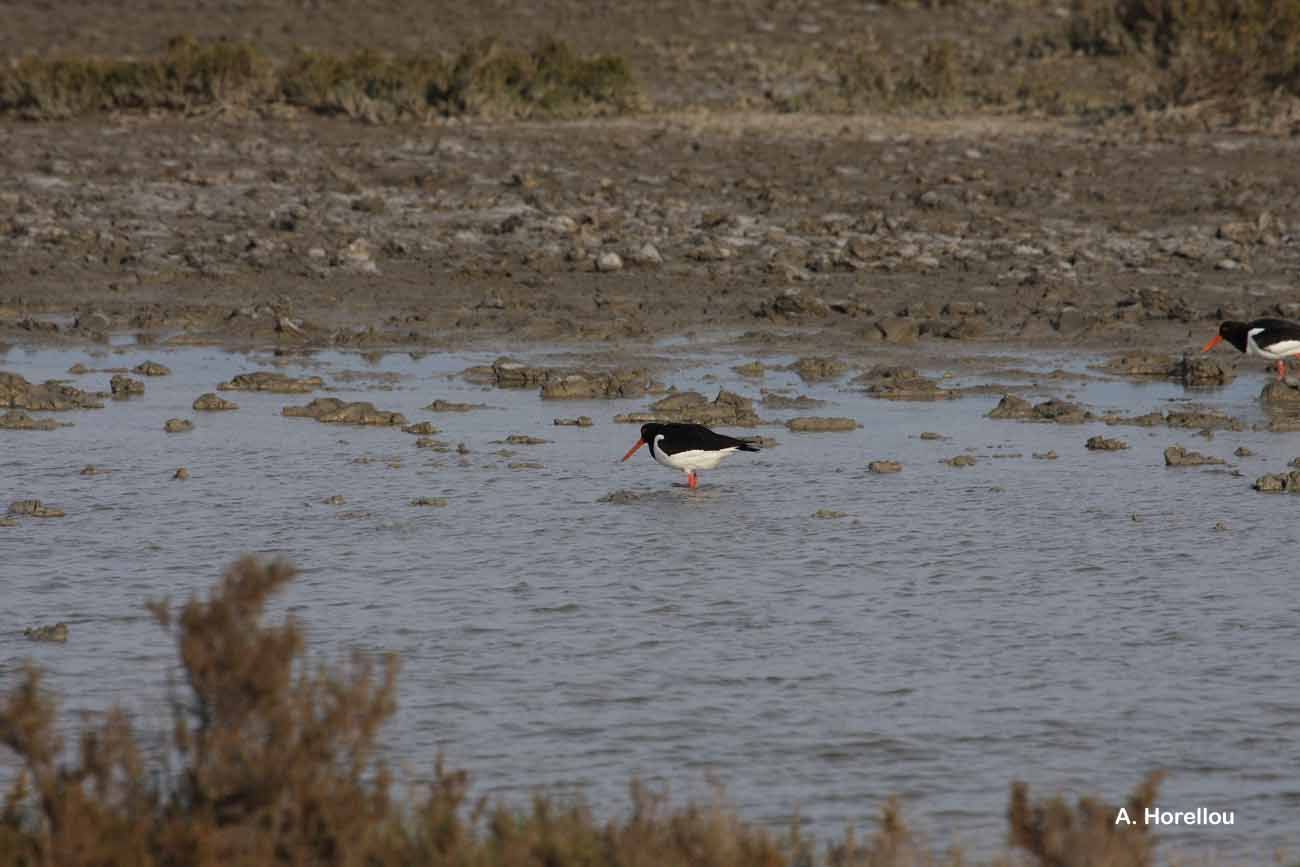 Image of oystercatcher, eurasian oystercatcher