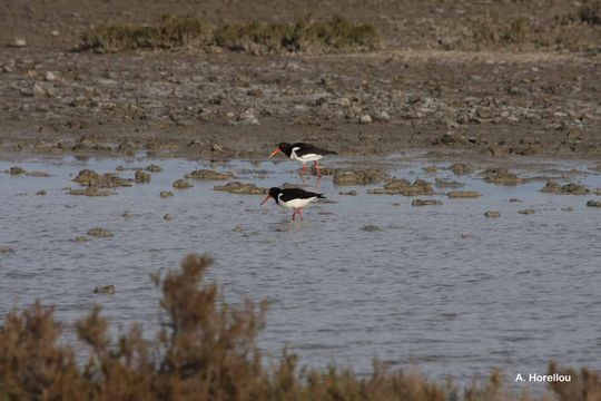 Image of oystercatcher, eurasian oystercatcher