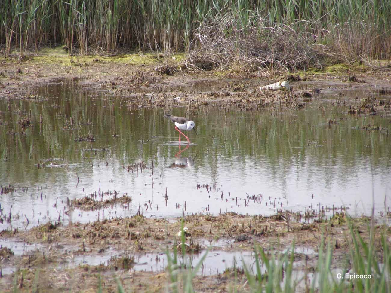 Image of Black-winged Stilt