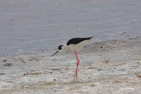 Image of Black-winged Stilt