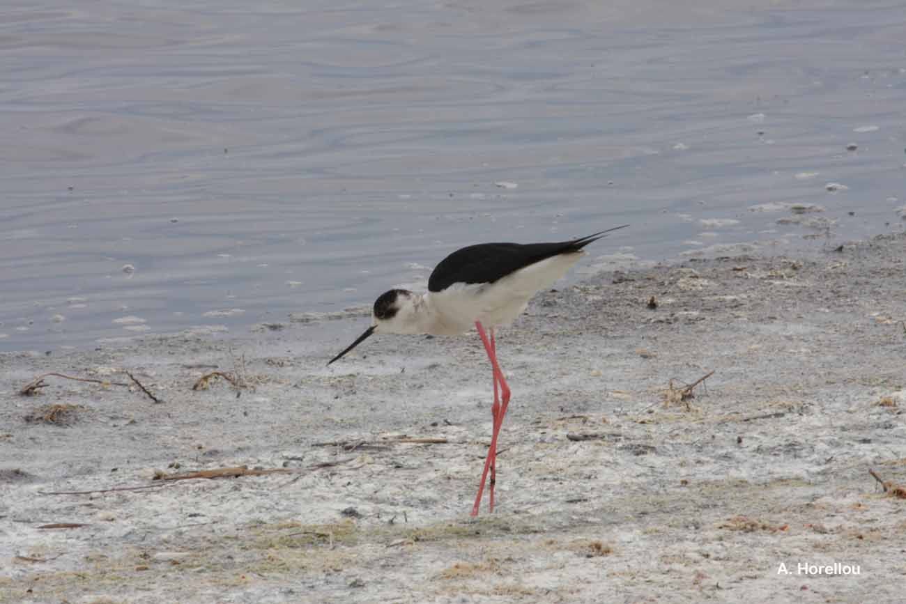 Image of Black-winged Stilt