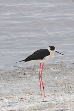 Image of Black-winged Stilt