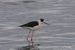 Image of Black-winged Stilt