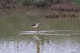 Image of Black-winged Stilt