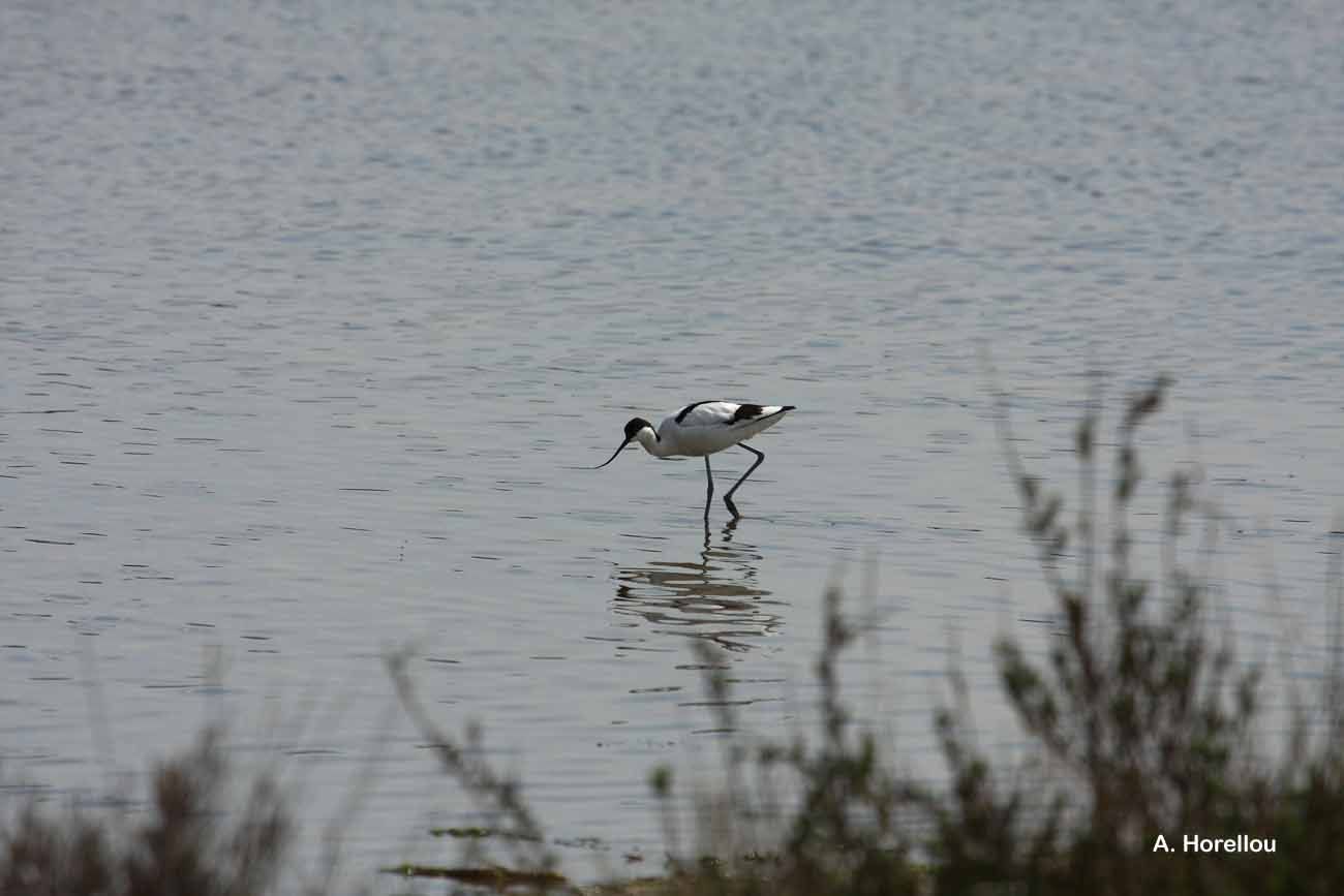 Image of avocet, pied avocet