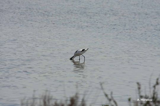 Image of avocet, pied avocet