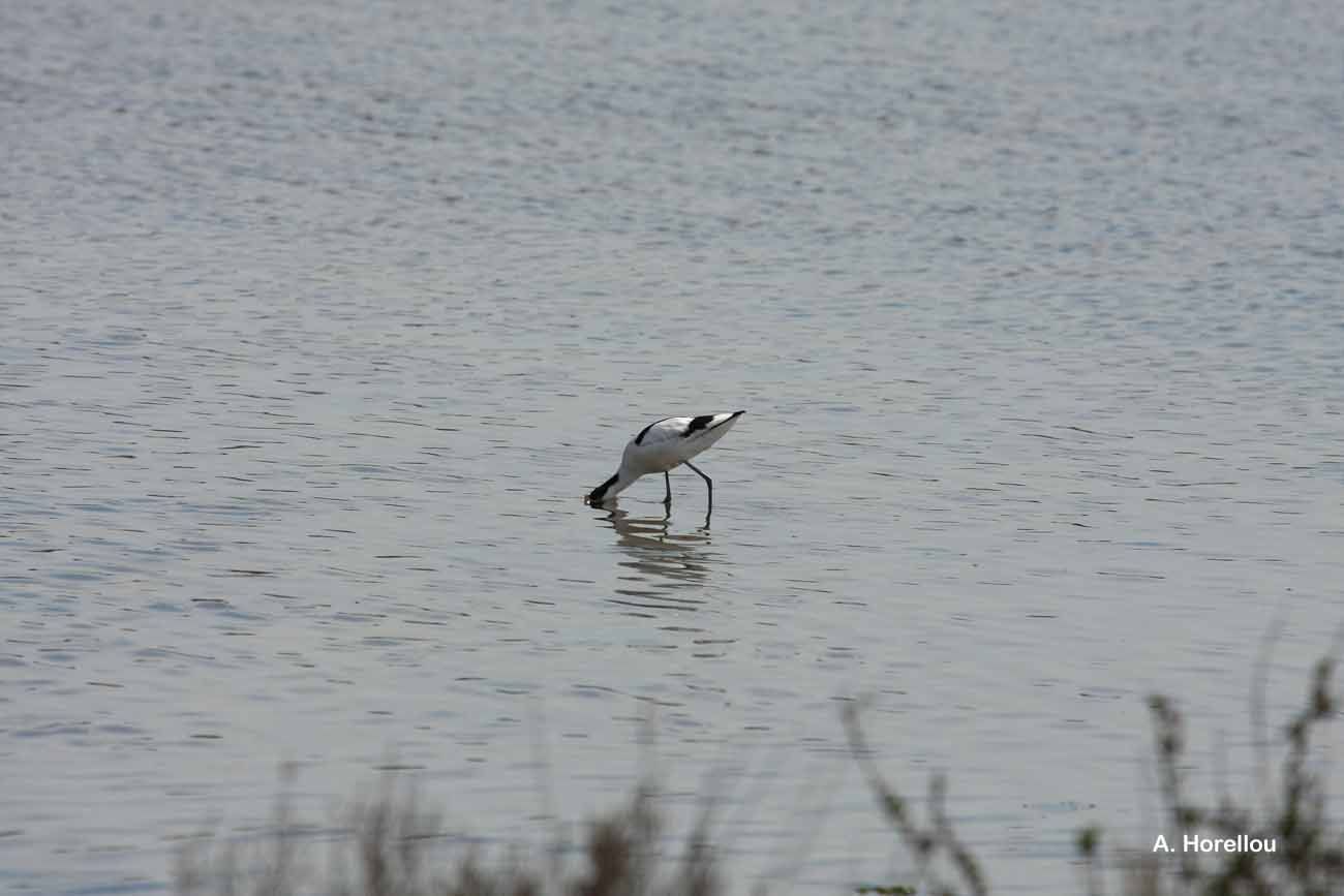 Image of avocet, pied avocet