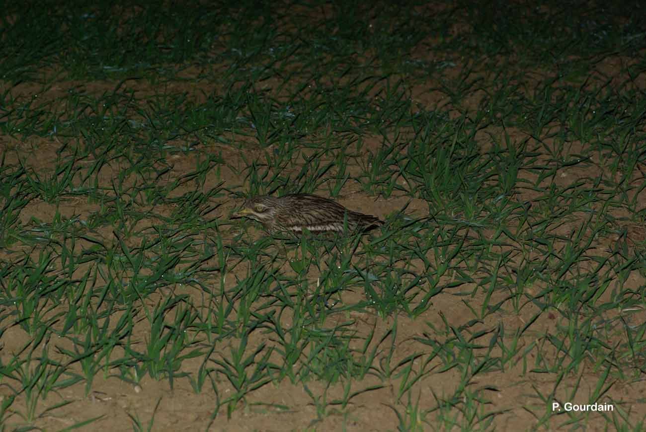 Image of Eurasian Stone-curlew