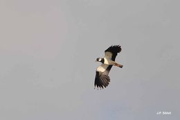 Image of Lapwing