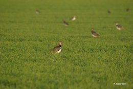 Image of Lapwing