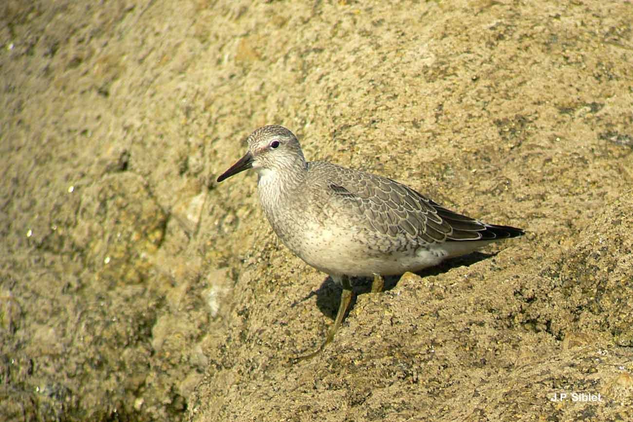 Image of Knot