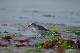 Image of Sanderling