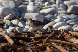 Image of Pectoral Sandpiper