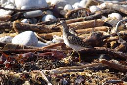 Image of Pectoral Sandpiper