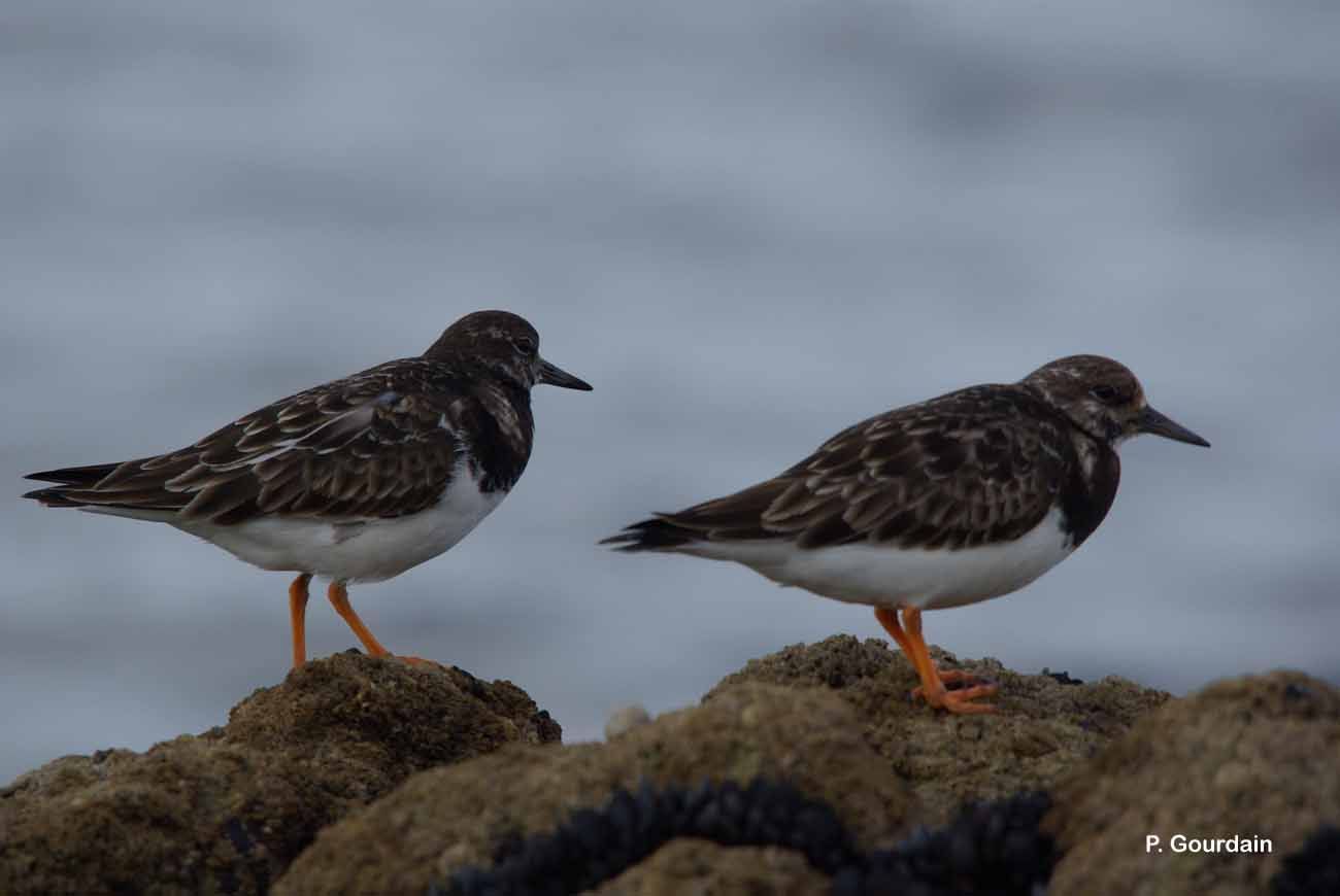 Image of Ruddy Turnstone