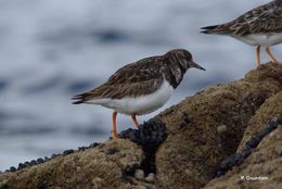 Image of Ruddy Turnstone