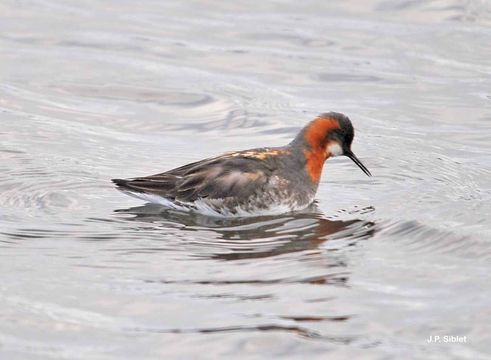 Image of Red-necked Phalarope