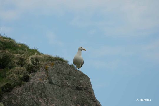 Image of Great Black-backed Gull