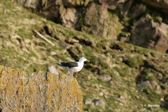 Image of Great Black-backed Gull