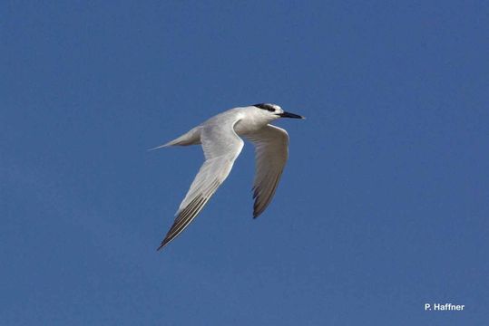 Image of Sandwich Tern