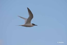 Image of Sandwich Tern