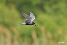 Image of Black Tern