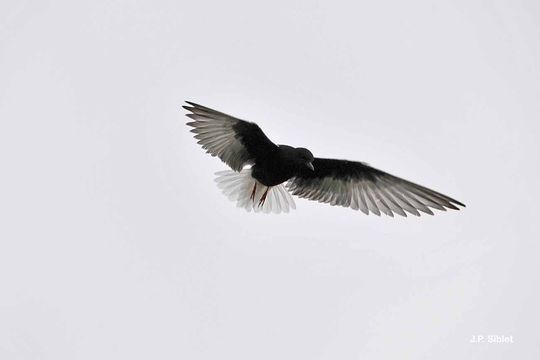 Image of White-winged Black Tern