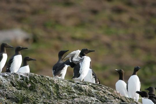 Image of Common Guillemot