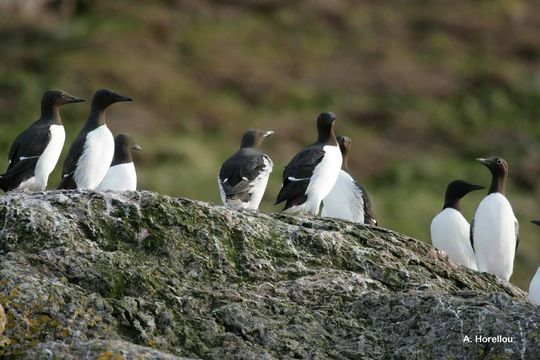 Image of Common Guillemot