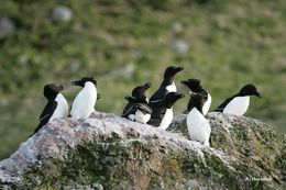 Image of Razorbill