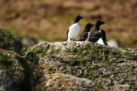 Image of Razorbill