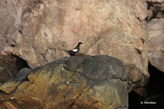 Image of Black Guillemot