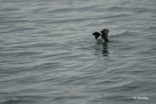 Image of Little Auk