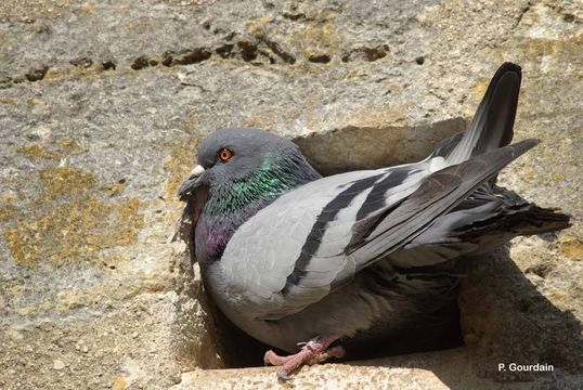 Image de Pigeon Biset