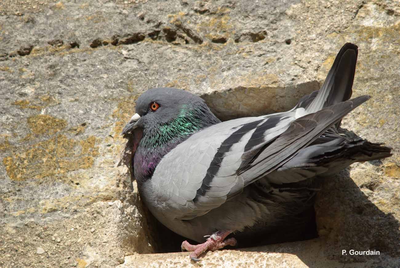 Image of Common Pigeon